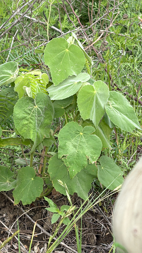 velvet-leaf mallow (Allowissadula holosericea)