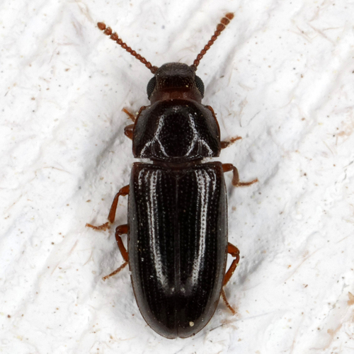 Pharaxonotha, 2026-03-30