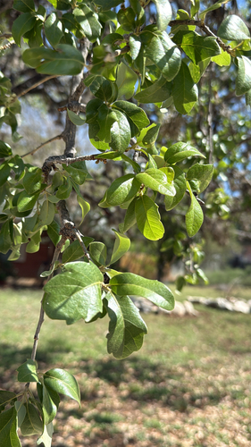 Texas live oak (Quercus fusiformis)