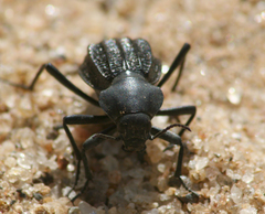 Somaticus aeneus
