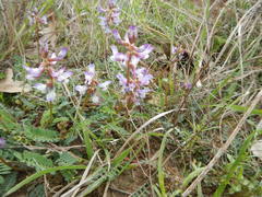 Astragalus distortus