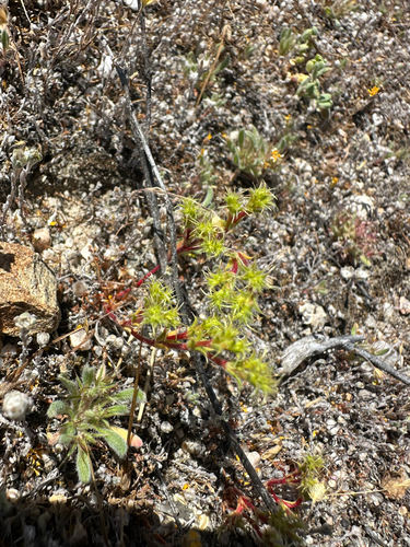leather spineflower (Lastarriaea coriacea)