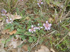 Astragalus distortus