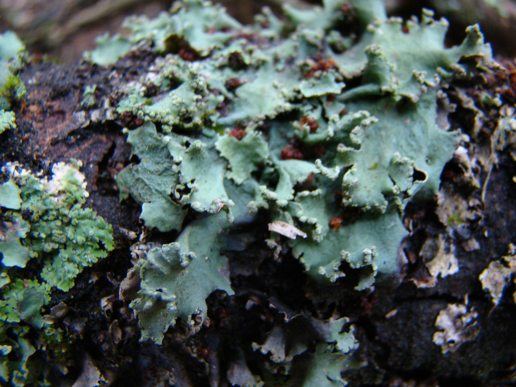 Parmotrema perlatum image