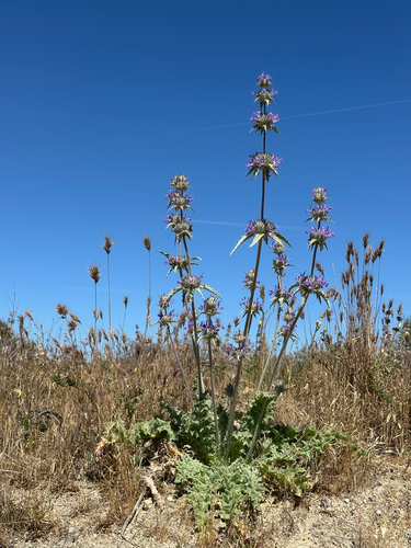 Thistle Sage (Salvia carduacea)