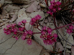 Mesembryanthemum junceum