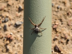 Philodromidae