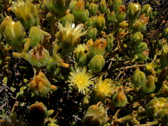 Mesembryanthemum nitidum
