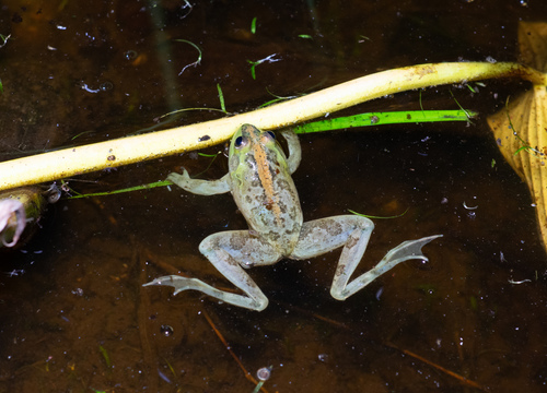 Lesser Swimming Frog