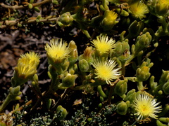 Mesembryanthemum nitidum
