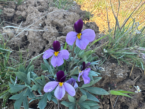 sagebrush violet (Viola trinervata)