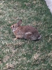 Sylvilagus floridanus