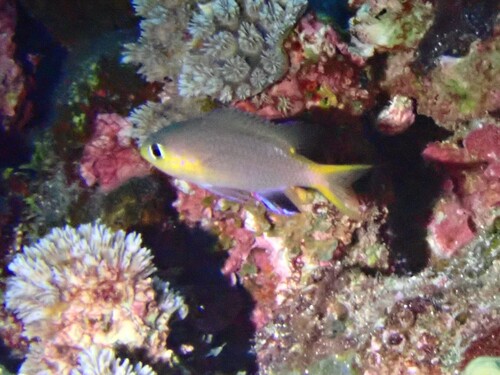 Chromis acares observed 2026-04-08