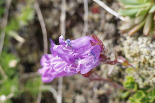 Davidson's Penstemon (Penstemon davidsonii)
