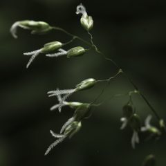 Anthoxanthum occidentale