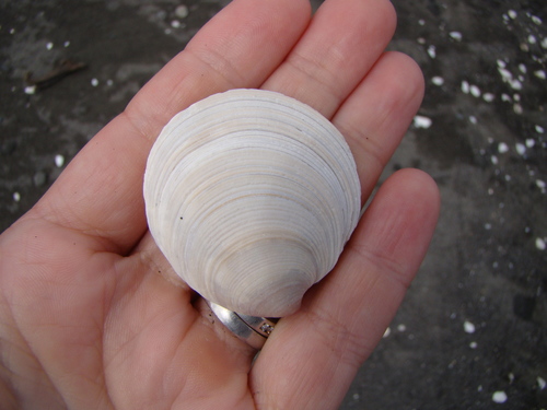 Dosinia maoriana