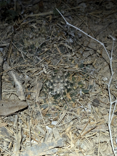 little nipple cactus (Mammillaria heyderi)
