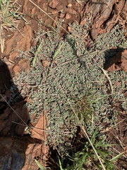 Euphorbia inaequilatera