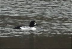 Bucephala clangula × islandica