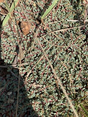 Euphorbia inaequilatera