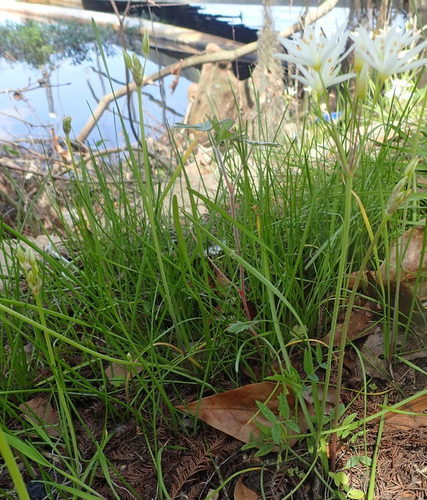 Nothoscordum bivalve image