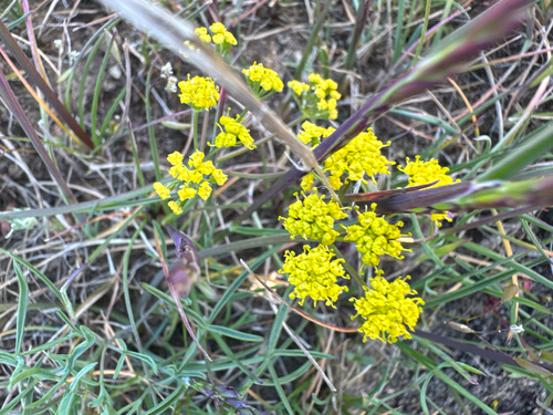 Northern Biscuitroot (Lomatium farinosum)