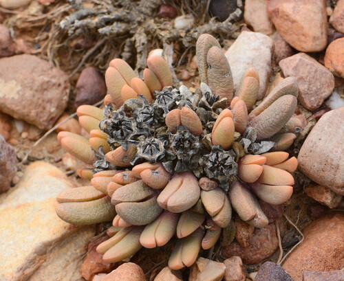 Antegibbaeum fissoides, photograph 1