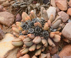 Fissoides ice plant (Antegibbaeum fissoides)