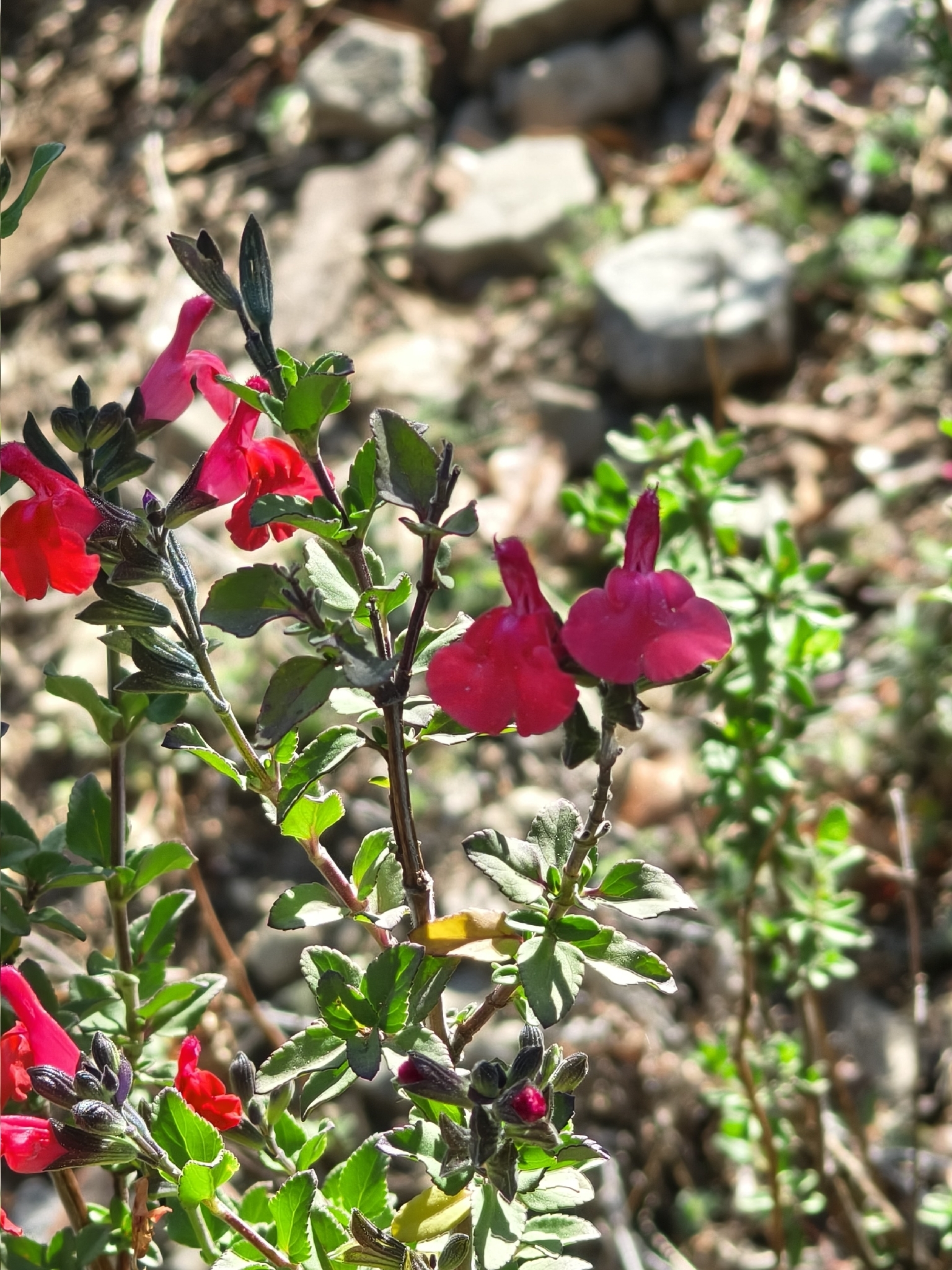 Baby Sage (Salvia microphylla)