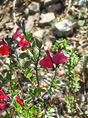 Sauge À Petites Feuilles (Salvia microphylla)