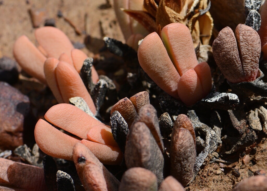 Antegibbaeum fissoides; photograph (c) Rosario Douglas, some rights reserved (CC BY)