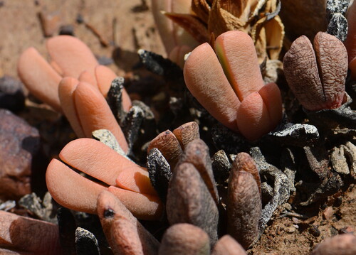 Antegibbaeum fissoides