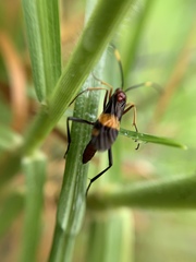 Compsocryptus melanostigma