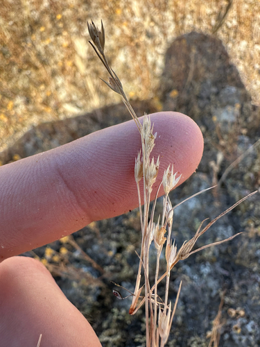 Toad rush (Juncus bufonius)
