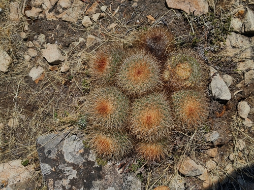 Rainbow Pincushion (Mammillaria rhodantha)
