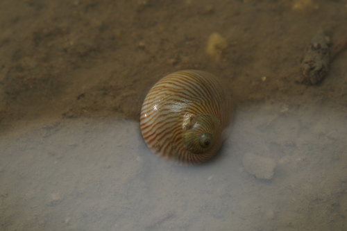 Natica lineata, 2026-04-07
