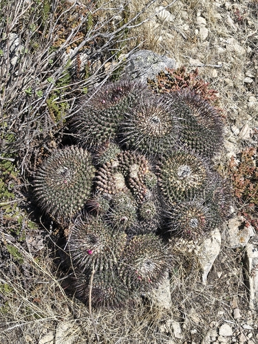 Mammillaria gigantea