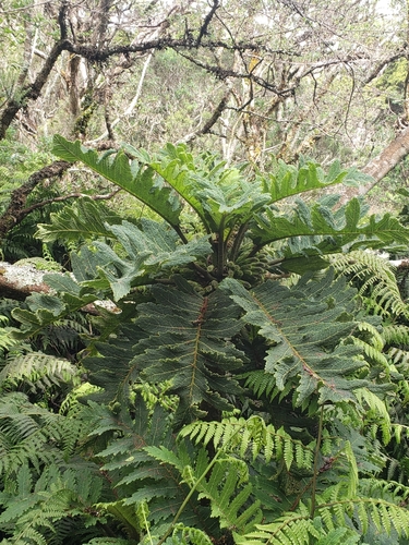 Image of Cyanea horrida by (c) Cos, some rights reserved (CC BY-SA)