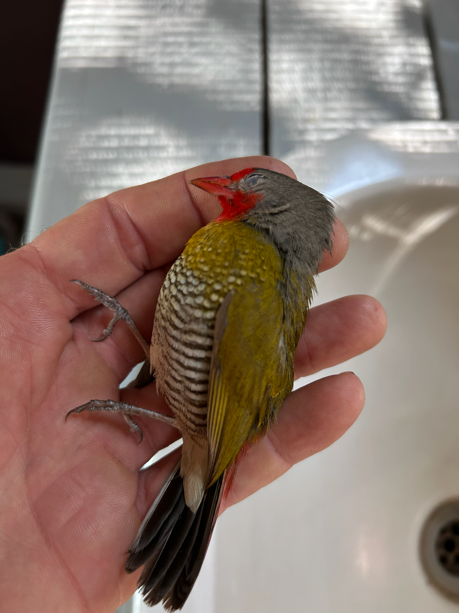 Green-winged Pytilia (Pytilia melba), photo 5