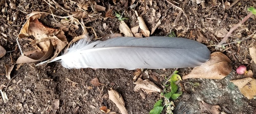 Plume de Bihoreau gris