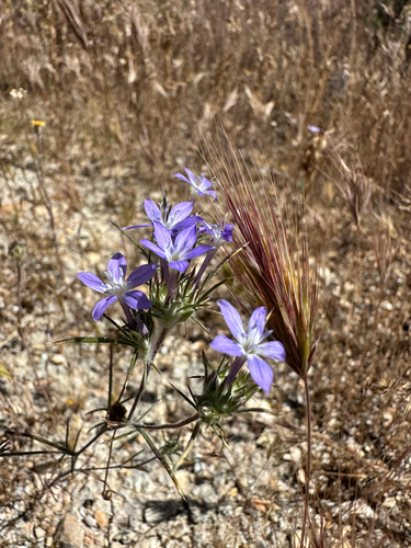 Tehachapi Woollystar (Eriastrum pluriflorum)