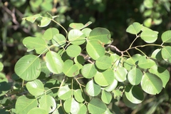 Pterocarpus rotundifolius image