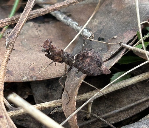 Southern Boxer Bark Mantis
