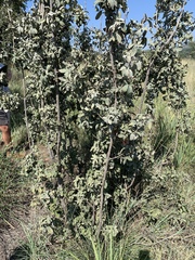 Vitex zeyheri