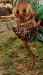 Muscardinus avellanarius