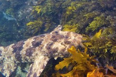 Orectolobus halei