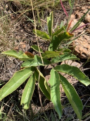 Lannea edulis edulis