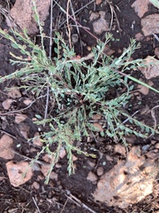 Phyllanthus parvulus parvulus