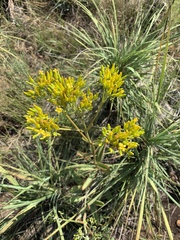 Kalanchoe paniculata