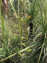 Kalanchoe paniculata